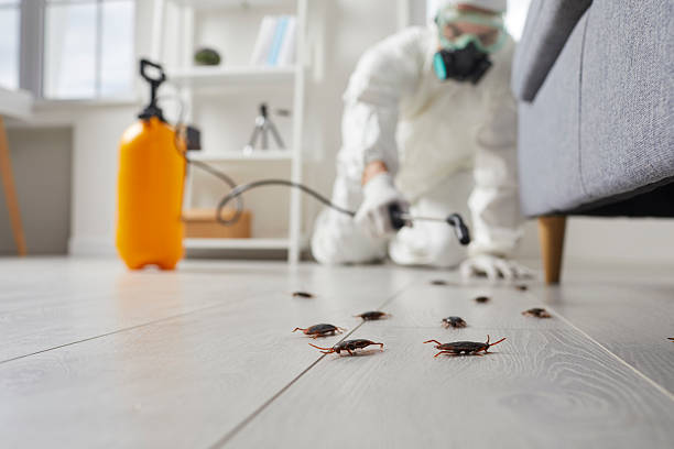 Post-Treatment Bed Bug Interceptor Monitoring in Potomac Heights